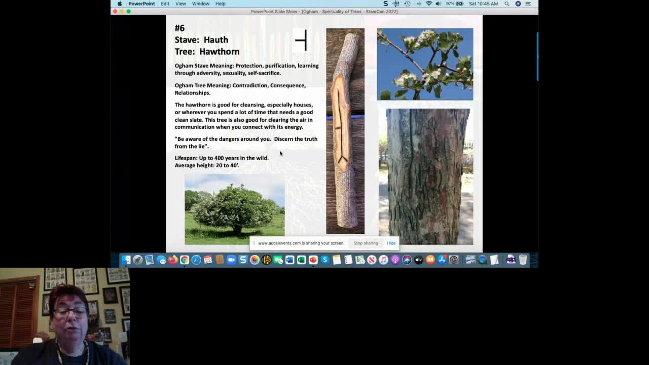 Ogham Divination: A Connection with Trees as Spiritual Teachers